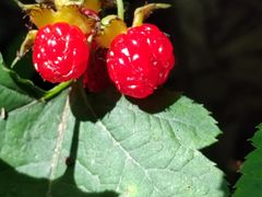 -云岫谷游猎自然风景区