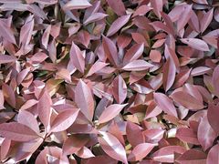 -杨高南路(地铁站)