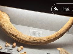 景点-许昌博物馆