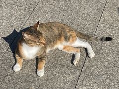 -龙华素斋(龙华路店)