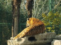 -上海野生动物园