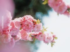 -洛阳市隋唐城遗址植物园