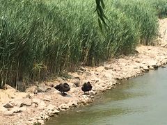 -天津东丽湖风景区