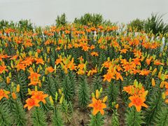 -荷兰花海