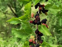 -北京西山国家森林公园