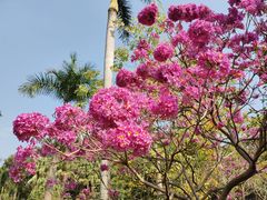 -中国科学院华南植物园