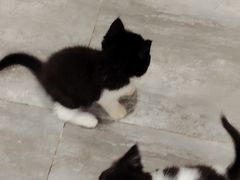 -楼上猫咖(罗湖店)