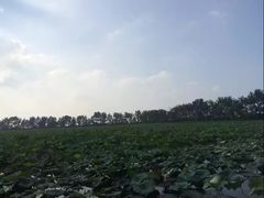 -洪湖生态旅游区