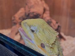 -酷以爬仙阁实体爬宠店·守宫·蜥蜴·专业繁育