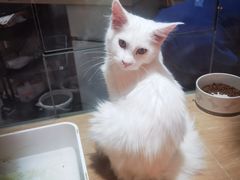 -唐小姐の猫狗洗护·购宠旗舰店(周浦万达店)