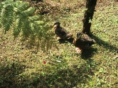 -都江堰中华大熊猫苑