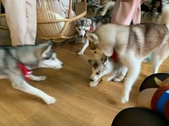 -Husky Go! 哈士奇体验馆·宠物咖啡厅狗咖