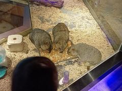 -昆明大悦城未来动物城(螺蛳湾中心店)