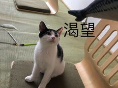 -猫在这儿猫咪咖啡馆·撸猫馆