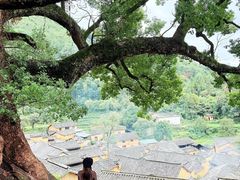 -杨家堂村