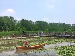 -溱湖国家湿地公园