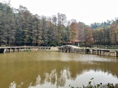 -深圳仙湖植物园