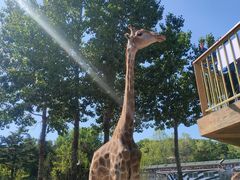 -大连森林动物园