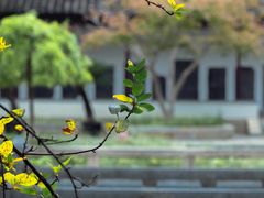 -苏州文庙(姑苏区)