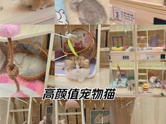 -momokira米努特·德文卷毛猫·棉花面纱犬