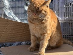 -逍遥镇刘相五胡辣汤豆沫馆(康复中街店)