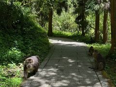 -西岭雪山大飞水景区