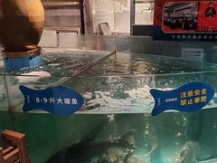 -坛宗剁椒鱼头(河西王府井店)