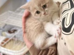-lincat·猫舍(广州店)