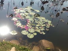-惠州西湖丰渚园