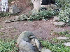 -都江堰中华大熊猫苑