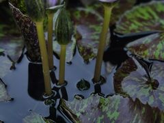 -上海滨江森林公园