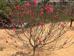 -南国桃园旅游度假区