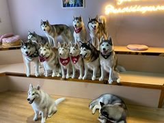 -Husky Go! 哈士奇体验馆·宠物咖啡厅狗咖