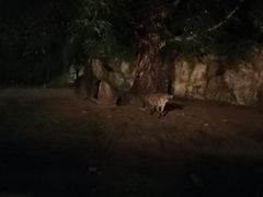 -清迈夜间动物园