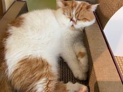 -喵屿·大理花园猫咖