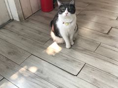 -海边的猫和咖啡馆