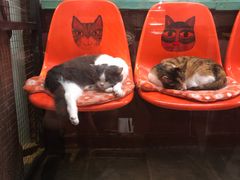 -猫咪博物馆(顶澳仔猫街店)