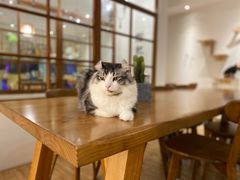-猫小主咖啡·猫咖cat cafe(福田店)