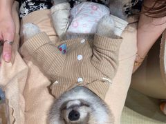 -逗柴咖啡屋·狗咖猫咖宠物桌游