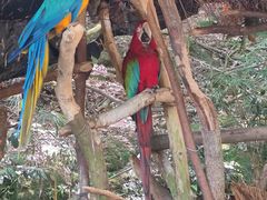 -中国大熊猫保护研究中心雅安碧峰峡基地