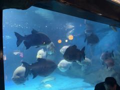 -烟台海昌鲸鲨海洋公园