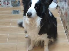 -宠物之家Pets Home 宠物寄养酒店