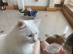 -Catmate·猫肥家润(金润铂宫店)