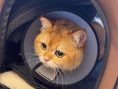 -瑞派康怡24h宠物医院·犬猫医疗中心·微创绝育(瑞景分院)