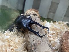 -上海昆虫博物馆