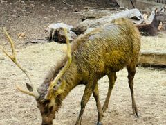 -清迈夜间动物园