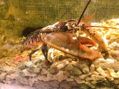 -珍宝轩海鲜火锅(碧湖大厦店)