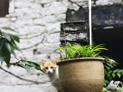 -高荡千年布依古寨旅游景区