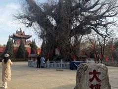 -大槐树寻根祭祖园