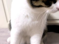 -乖乖宠物医院·猫科·急重症中心(车站北路分院)
